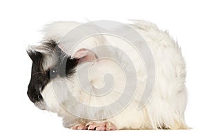 Abyssinian Guinea pig, Cavia porcellus, sitting