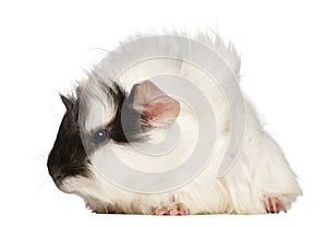 Abyssinian Guinea pig, Cavia porcellus, sitting