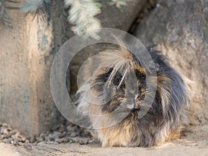 Abyssinian guinea pigs with dark coat photo