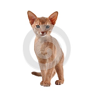 Abyssinian kitten