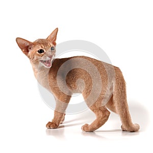 Abyssinian kitten