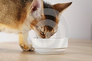 Abyssinian kitten eat catfood from white bowl