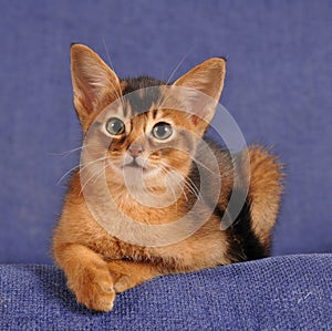 Abyssinian kitten liyng on sofa portrait