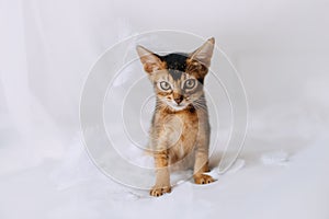 Abyssinian kitten posing with white feathers indoors