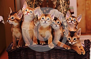 Abyssinian kittens photo