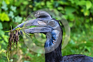 Abyssinian northern Ground Hornbill, Bucorvus abyssinicus strange bird