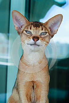 Abyssinian red cat , portrait