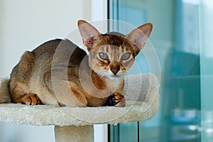 Abyssinian red cat , portrait