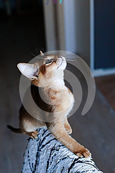 Abyssinian red cat , portrait