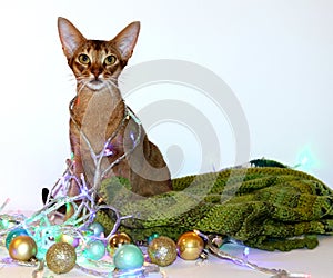 Abyssinian red cat sits with a garland around his neck. card for the new year, christmas