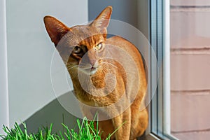Abyssinian red cat sitting on the window