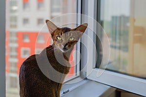 Abyssinian red cat sitting on the window