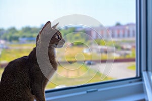 The Abyssinian red cat sitting on the window