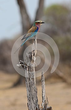 The Abyssinian roller Coracias abyssinicus, or Senegal roller,