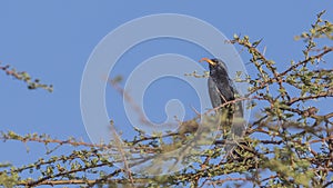 Abyssinian Scimitarbill on Shrubbery