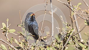 Abyssinian Scimitarbill on Shrubs