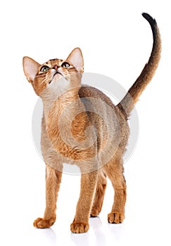 Abysyn thoroughbred cat on a white background. Purebred cat. Well-groomed kitten. Pet, comfort and calm concept.