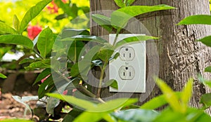 AC outlet on a tree trunk in a garden.
