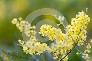 Acacia (acacia dealbata) bunch of yellow flowers closeup