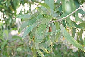 Acacia aneura seed also called mulga, true mulga, akasia with a natural background