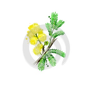 Acacia arabica Babul ayurvedic herb digital art illustration with text isolated on white. Healthy organic spa plant widely used in