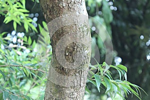 Acacia auriculiformis, commonly known as auri, earleaf acacia, earpod wattle, northern black wattle, Papuan wattle, and tan wattle