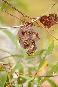 Acacia auriculiformis Cunn