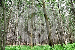 The Acacia auriculiformis Cunn forest photo