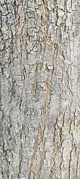 Acacia auriculiformis tree bark texture