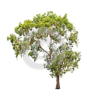 Acacia auriculiformis, tropical tree isolated
