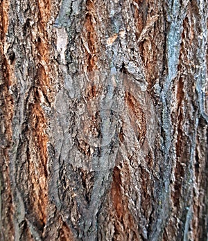 Acacia bark texture close up, young tree