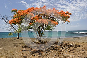 Acacia on the beach (Floriana island) photo