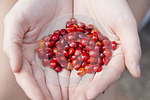 The acacia beans hold in the hands photo