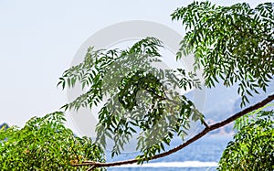 Acacia branch