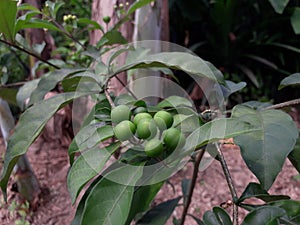 Acacia bulb or Acacia nilotica has round green fruit