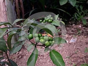 Acacia bulb or Acacia nilotica has round green fruit