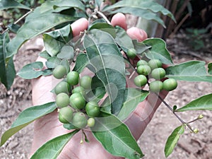 Acacia bulb or Acacia nilotica has round green fruit