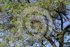 Acacia catechu  Kher Tree with Seed Pods photo