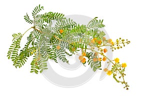 Acacia, commonly known as the wattles or acacias. Isolated on white background