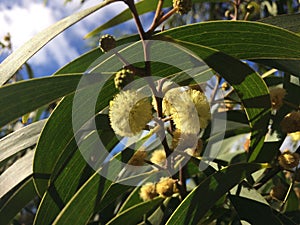 Acacia Confuse Tree Blossoming in Waimea Canyon on Kauai Island, Hawaii.