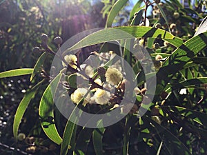 Acacia Confuse Tree Blossoming in Waimea Canyon on Kauai Island, Hawaii.