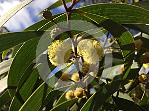 Acacia Confuse Tree Blossoming in Waimea Canyon on Kauai Island, Hawaii.