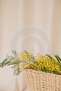 Acacia dealbata holiday vase flowers freshness bright