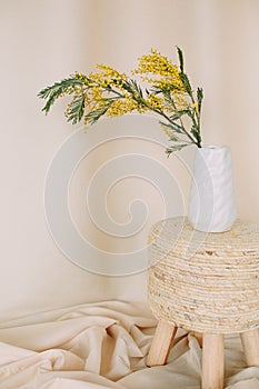 Acacia dealbata holiday vase flowers freshness bright