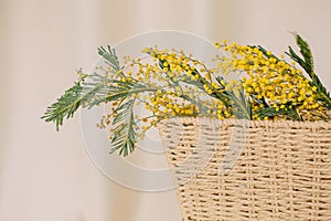 Acacia dealbata holiday vase flowers freshness bright