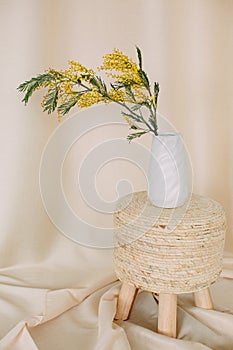 Acacia dealbata holiday vase flowers freshness bright