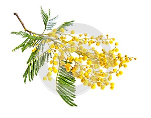 Acacia dealbata, known as silver wattle, blue wattle or mimosa photo