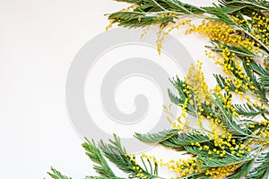 Acacia dealbata known as silver wattle, blue wattle and mimosa on white background.