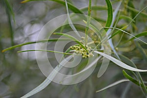 Acacia Dealbata silver wattle tree yellow flowers