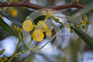 Acacia Dealbata silver wattle tree, yellow ponpon fowers